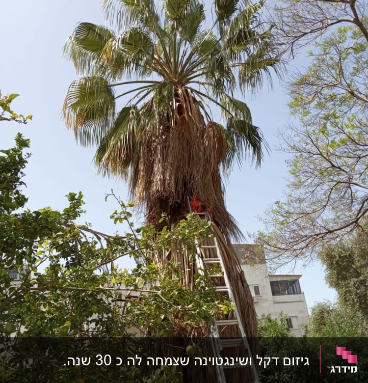 אדם גוזם עץ דקל בעזרת סולם גבוה